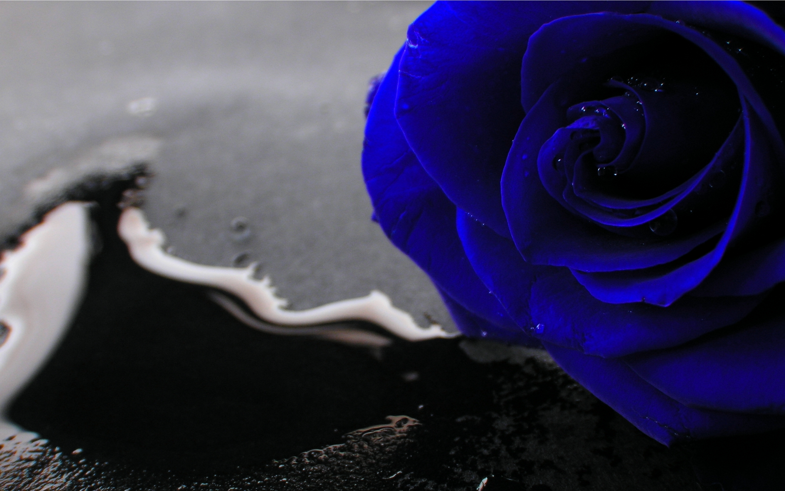 Blue Rose Wallpaper Image Photos Pictures Background