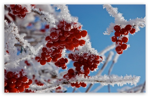 Berries In Winter HD Wallpaper For Standard Fullscreen Uxga
