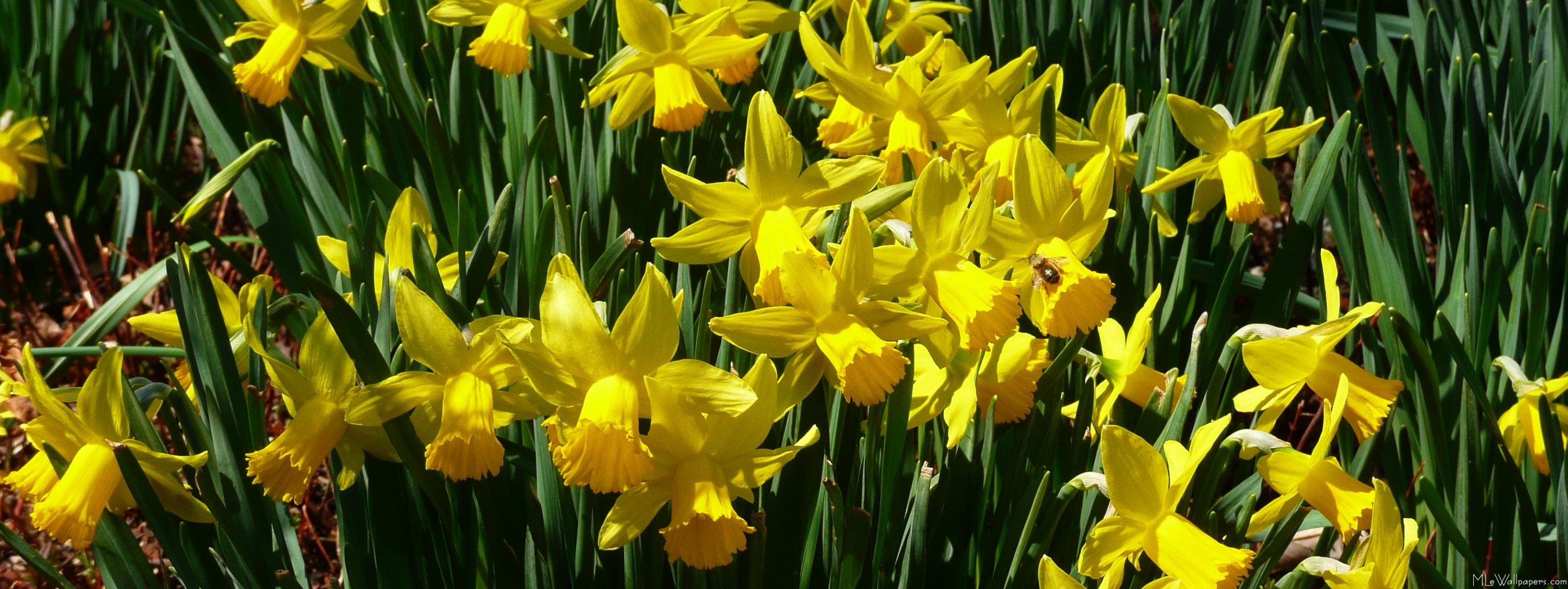 Yellow Daffodils Wallpaper I