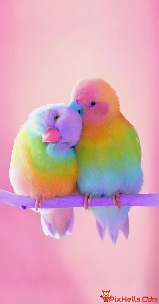 Love Birds Colorful