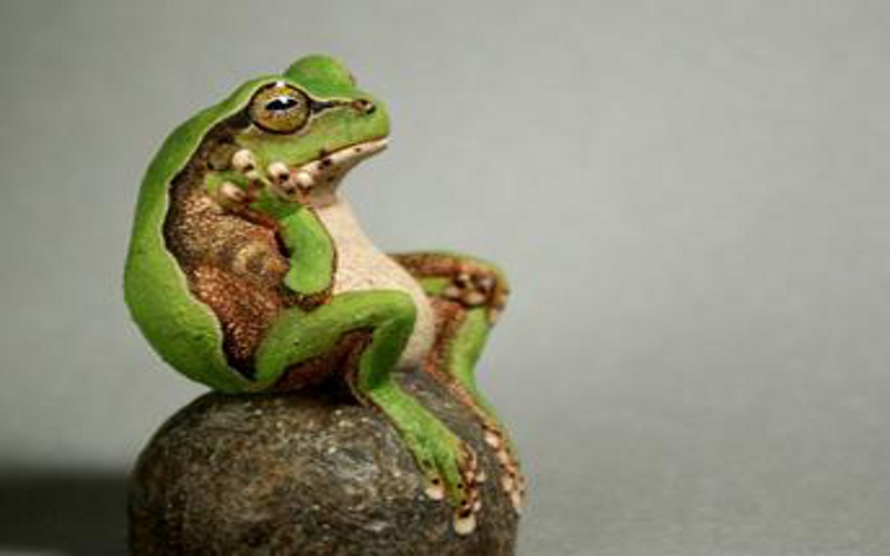 Frogs Amphibians Hd Wallpapers 1280x800 pixel Animal HD Wallpaper