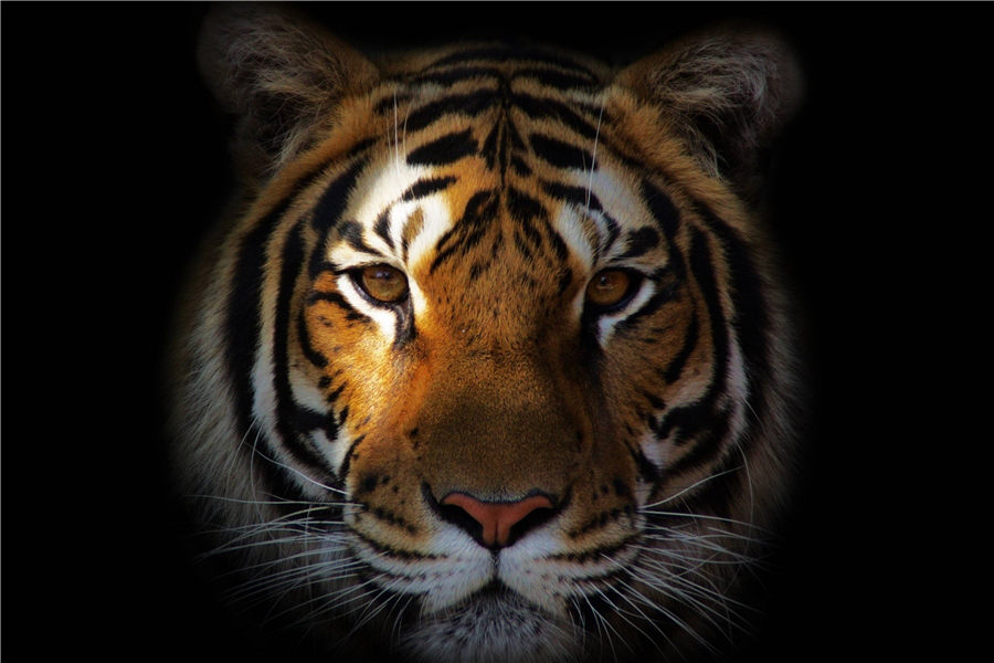 Custom S Art Big Tiger Poster Cool Wallpaper Animal