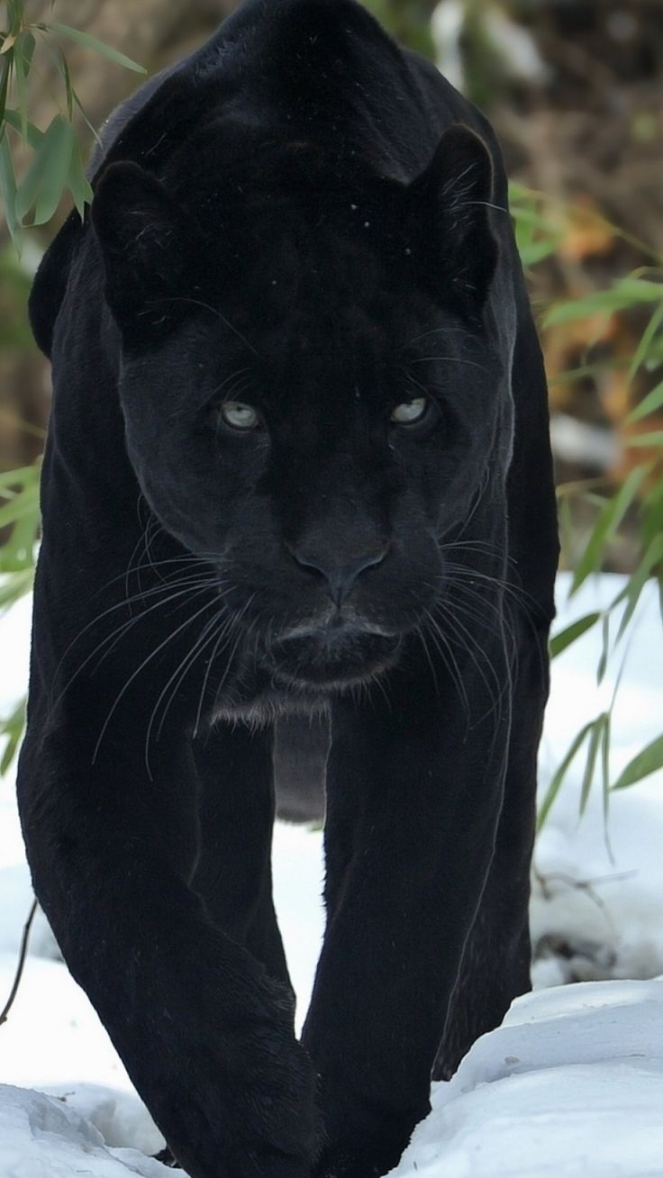 Black Jaguar HD Mobile Wallpaper In Animal