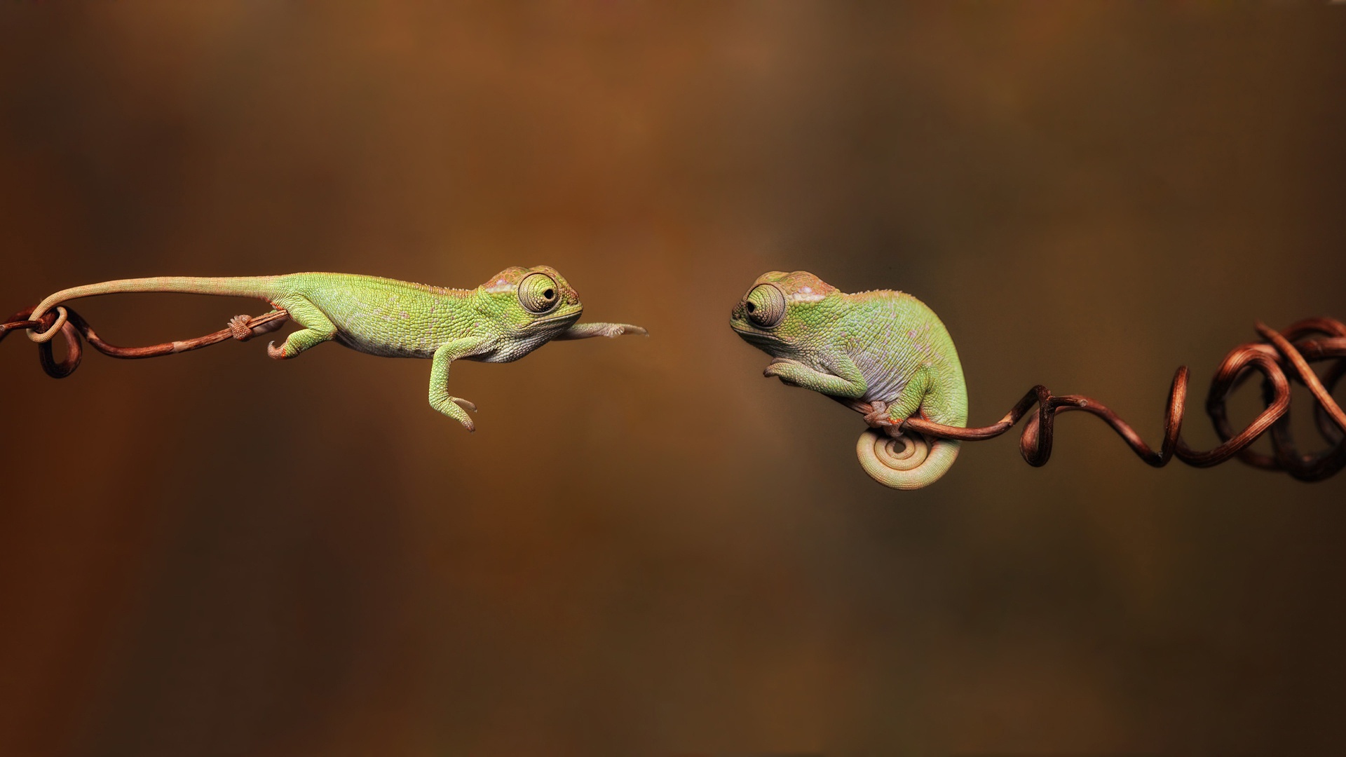 Cute Two Chameleon Wallpaper Android Wallpaperlepi