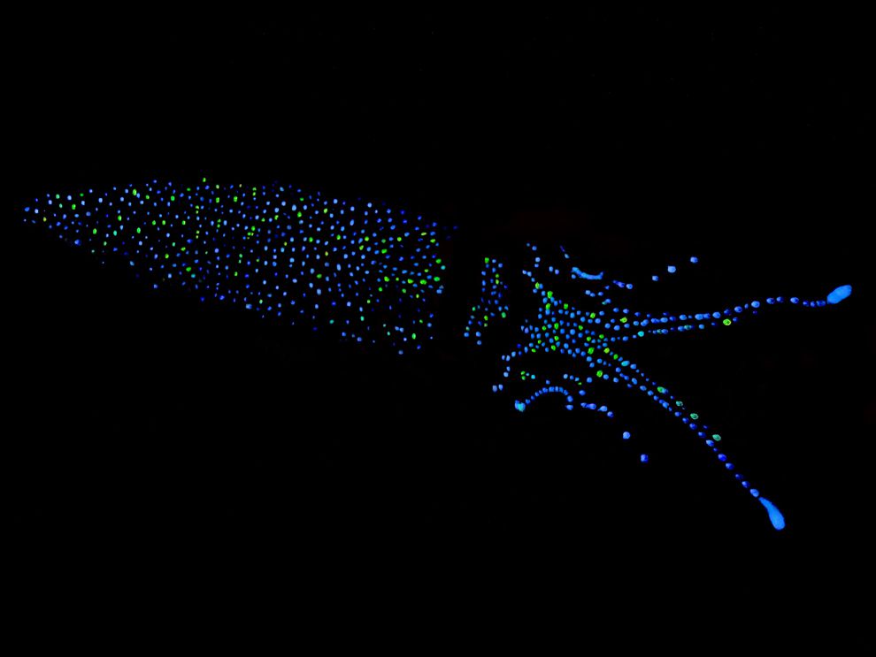 Bioluminescence National Geographic Society