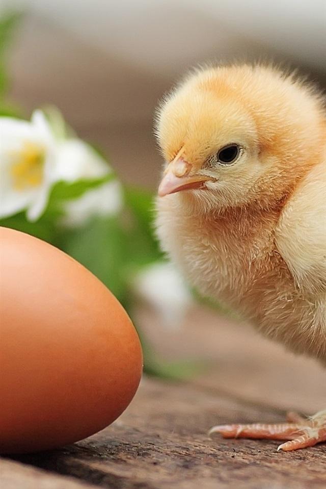 Furry Chicken And Egg iPhone 5s 5c Se Wallpaper