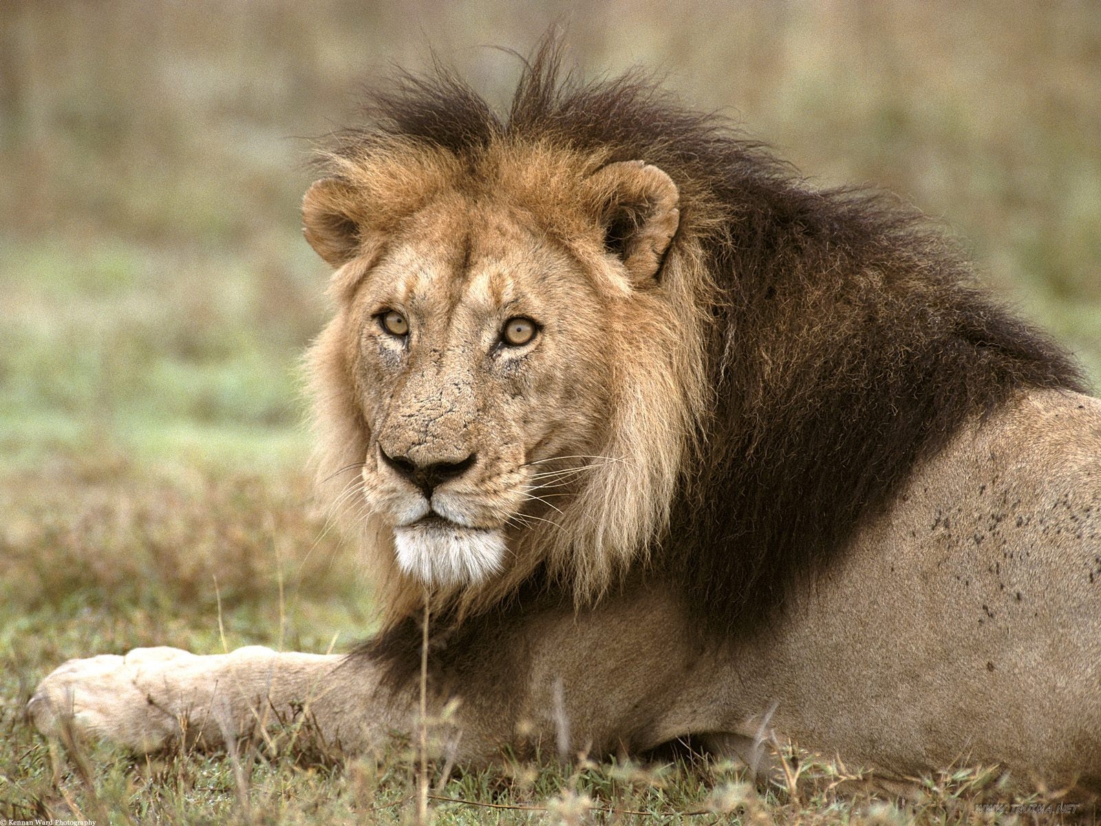 Lion Pictures That Include Stunning Image Of Adult Lions