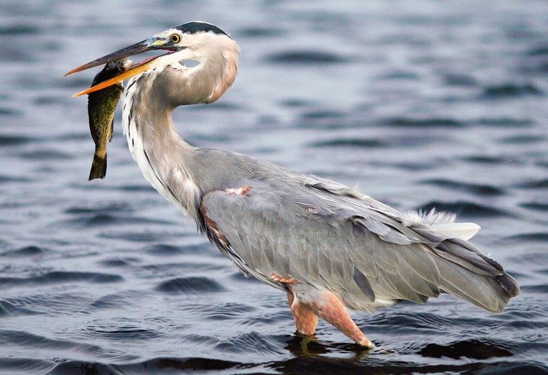 Great Blue Heron Photos And Wallpaper Collection Of The