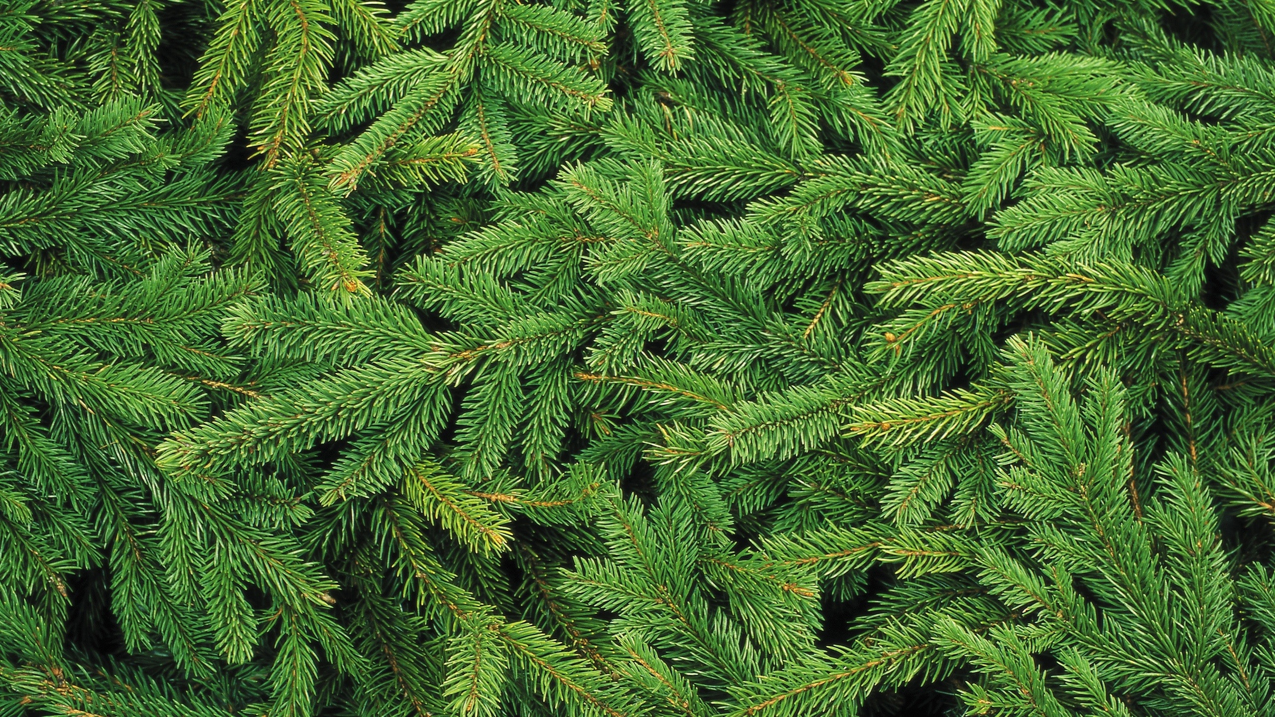green pine tree leaves free image