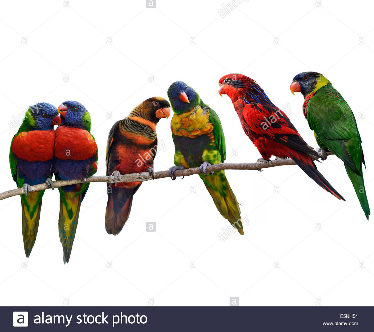 🔥 Free Download Colorful Parrotsrainbow Lorikeet Perching Isolated On 