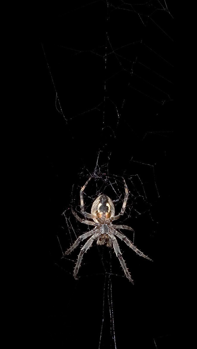 Spider iPhone 5s Wallpaper iPad