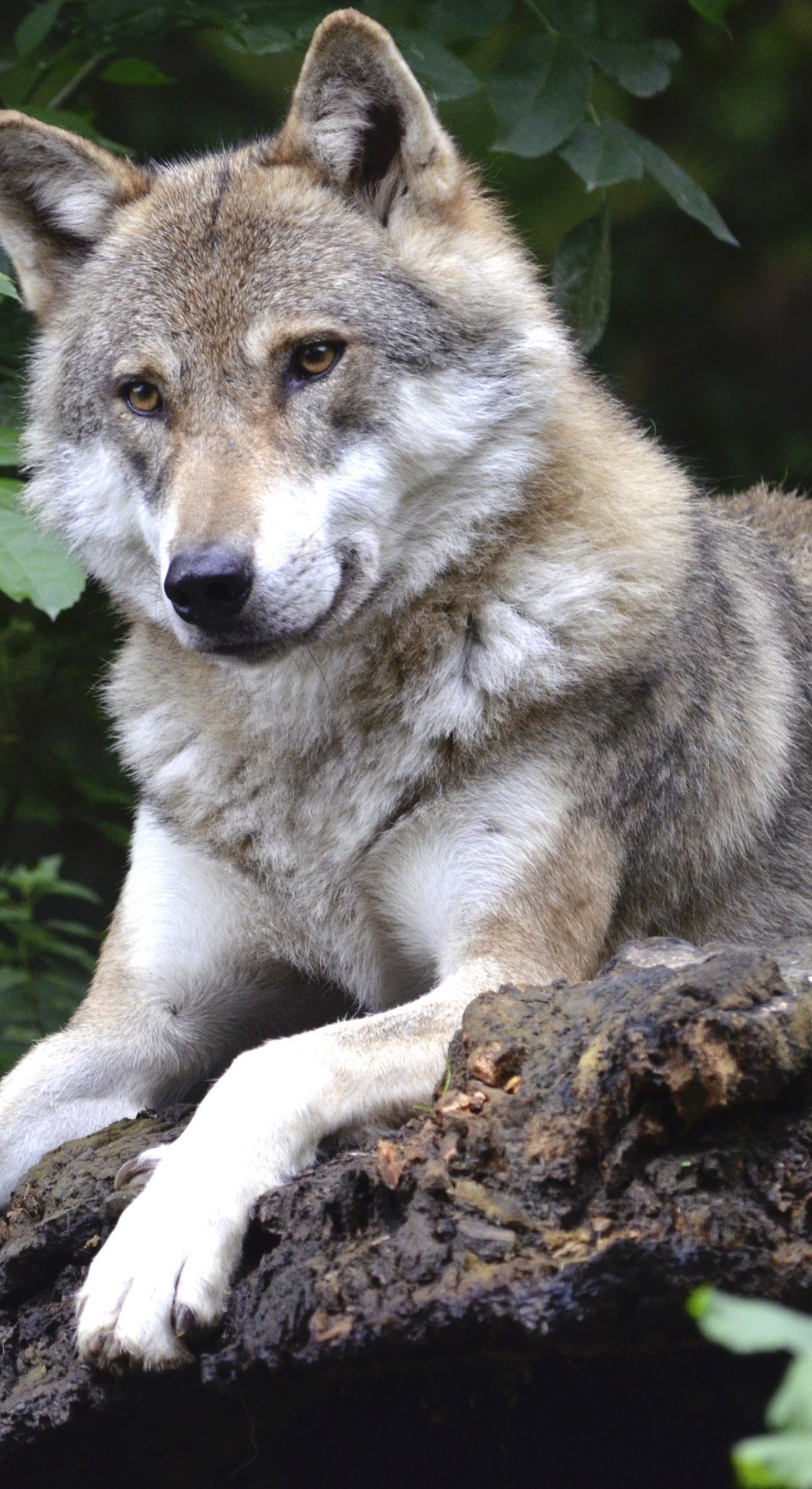 Wolf Concerns Forest Predator Canine Isegrim Pack Animal Wolves