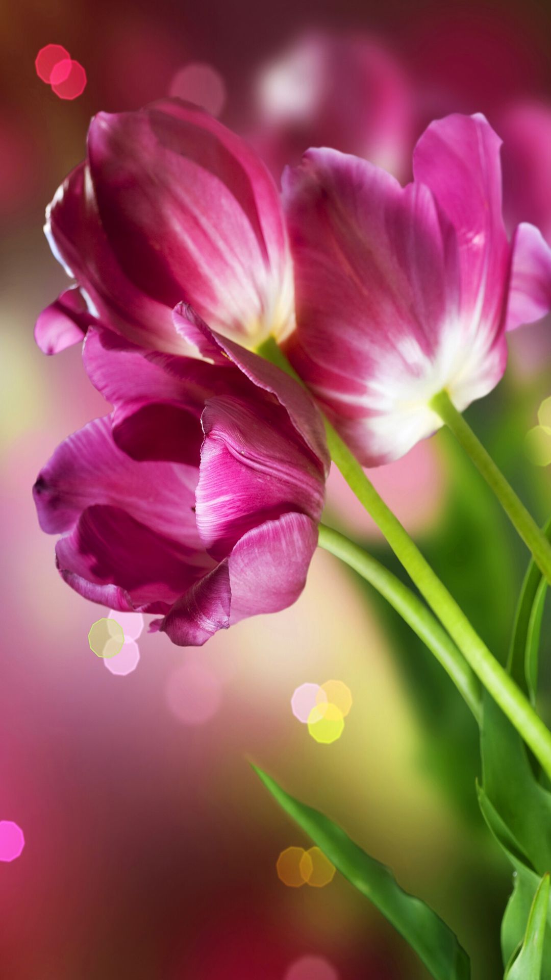 Mobile iPhone Flower Wallpaper HD Today