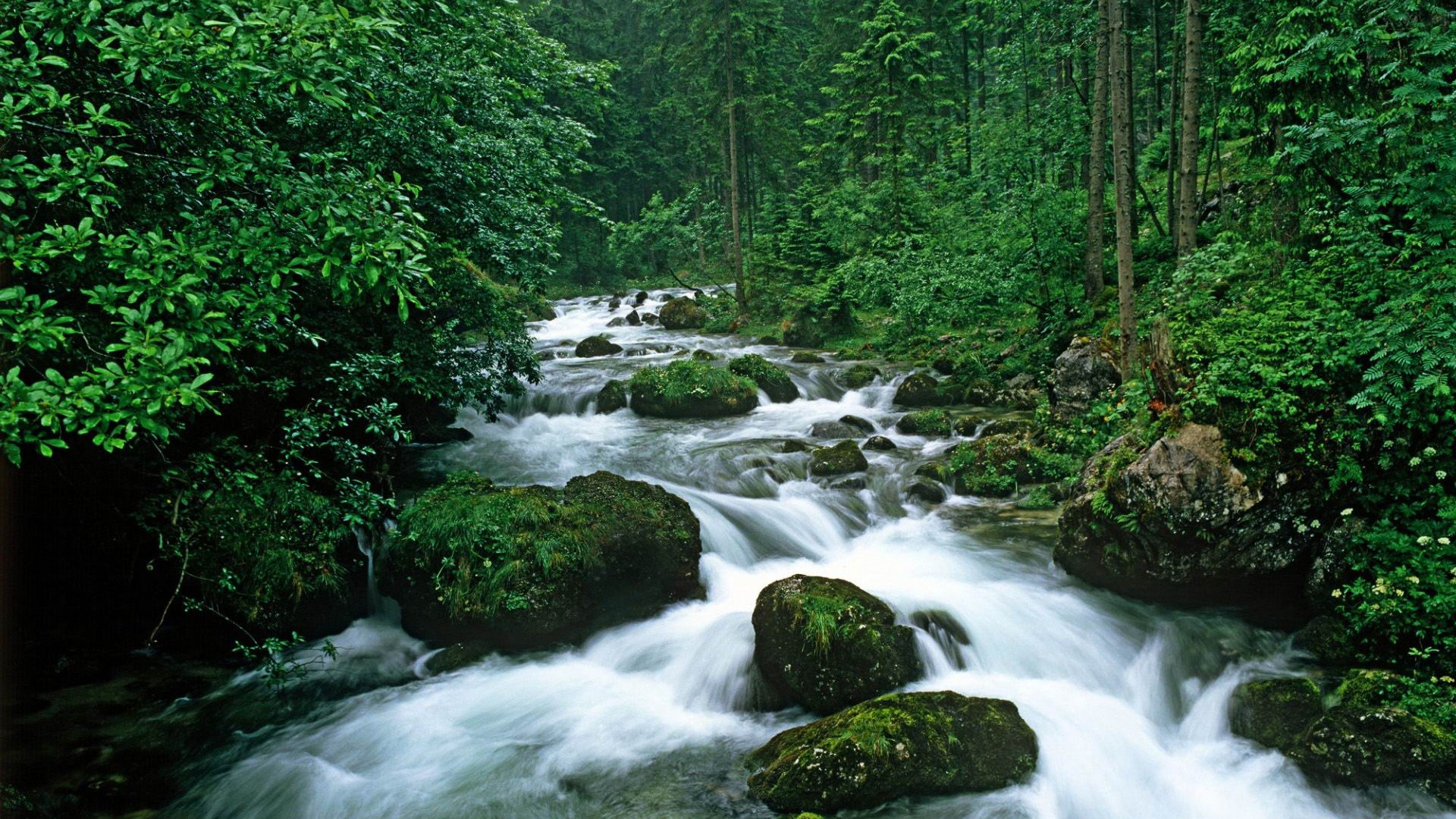 peaceful forest rivers Landscape Wallpaper HD 1080p Wallpaper