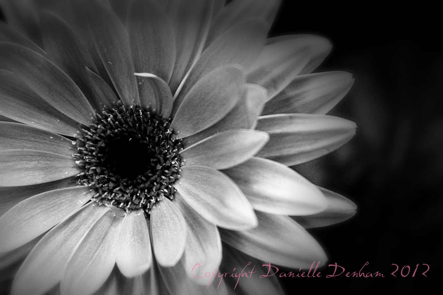 Daisy Black And White 22527 Hd Wallpapers in Flowers   Imagescicom