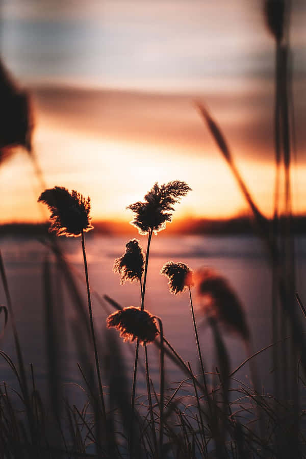 Pampas Grass Wallpaper