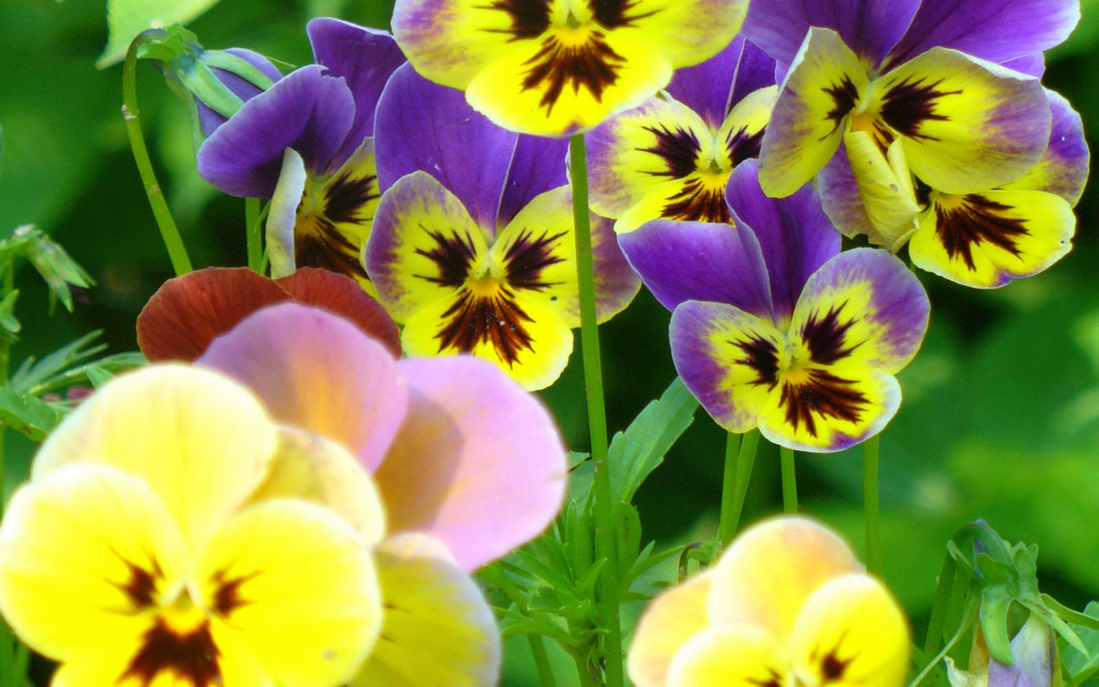 Wallpaper Pansy Flowers