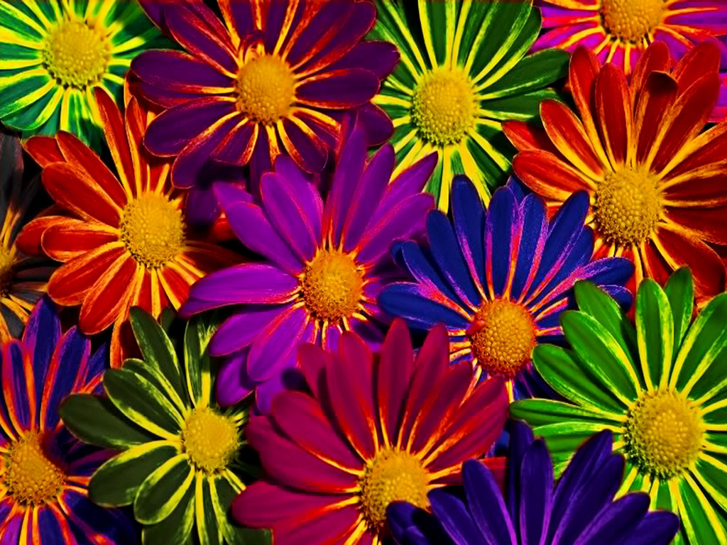 Colorful Flower Wallpaper