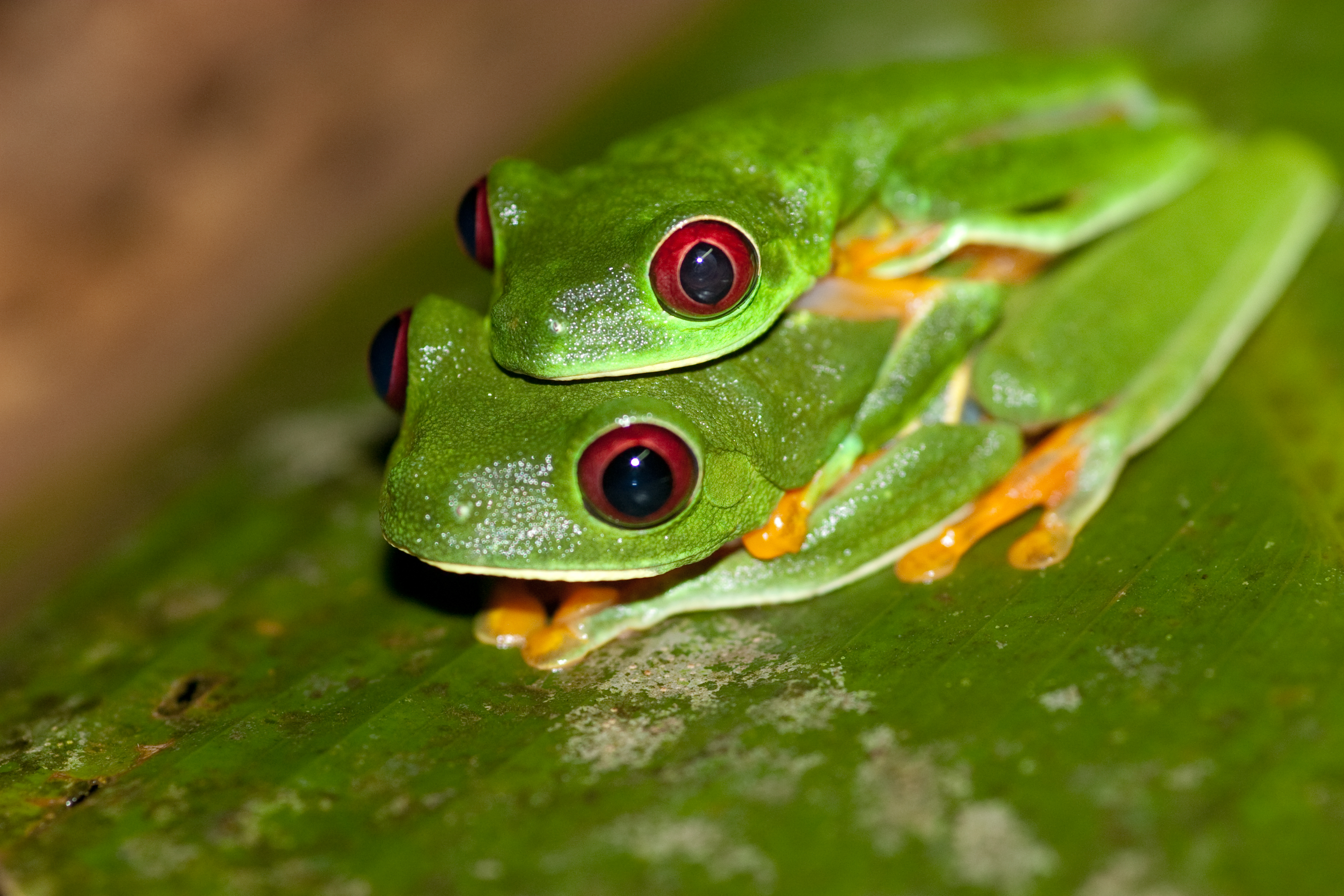 The Skin Of Red Eyed Tree Frog Has Been Found To Destroy Hiv
