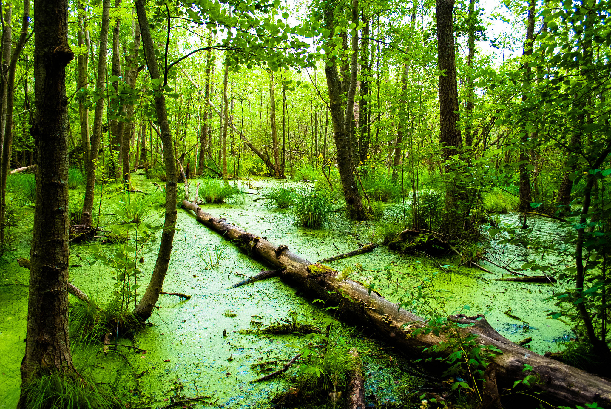 Swamp Wallpaper Image Collection