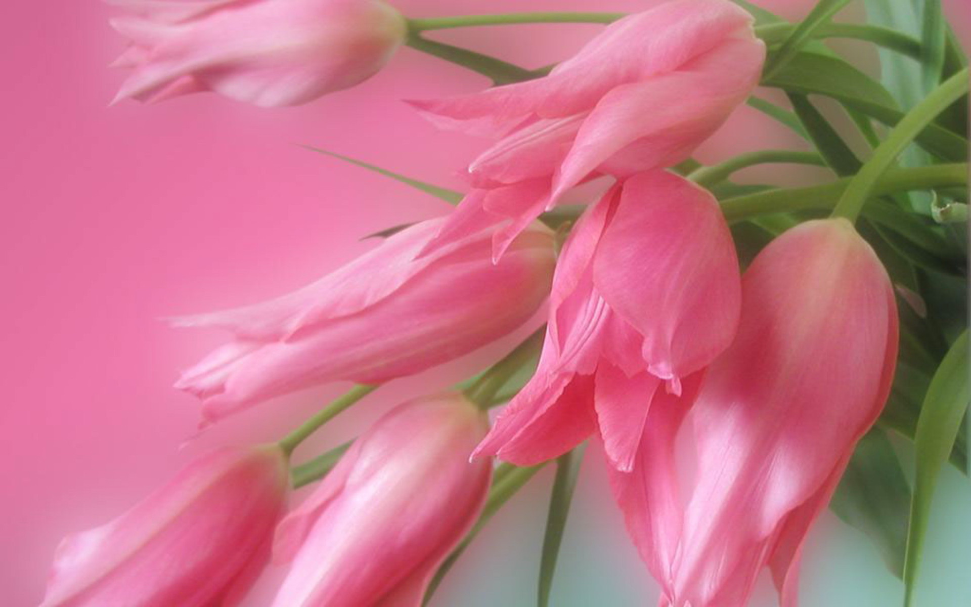Pink Tulips Wallpaper Desktop
