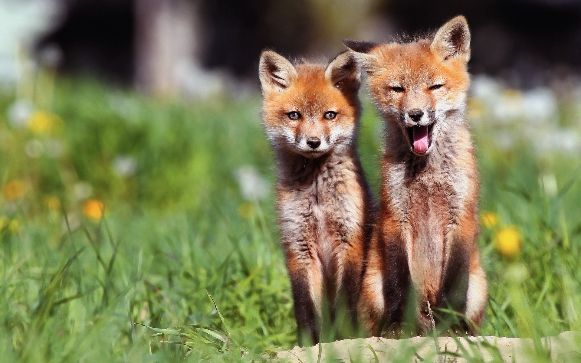 Animals Baby Foxes Wallpaper