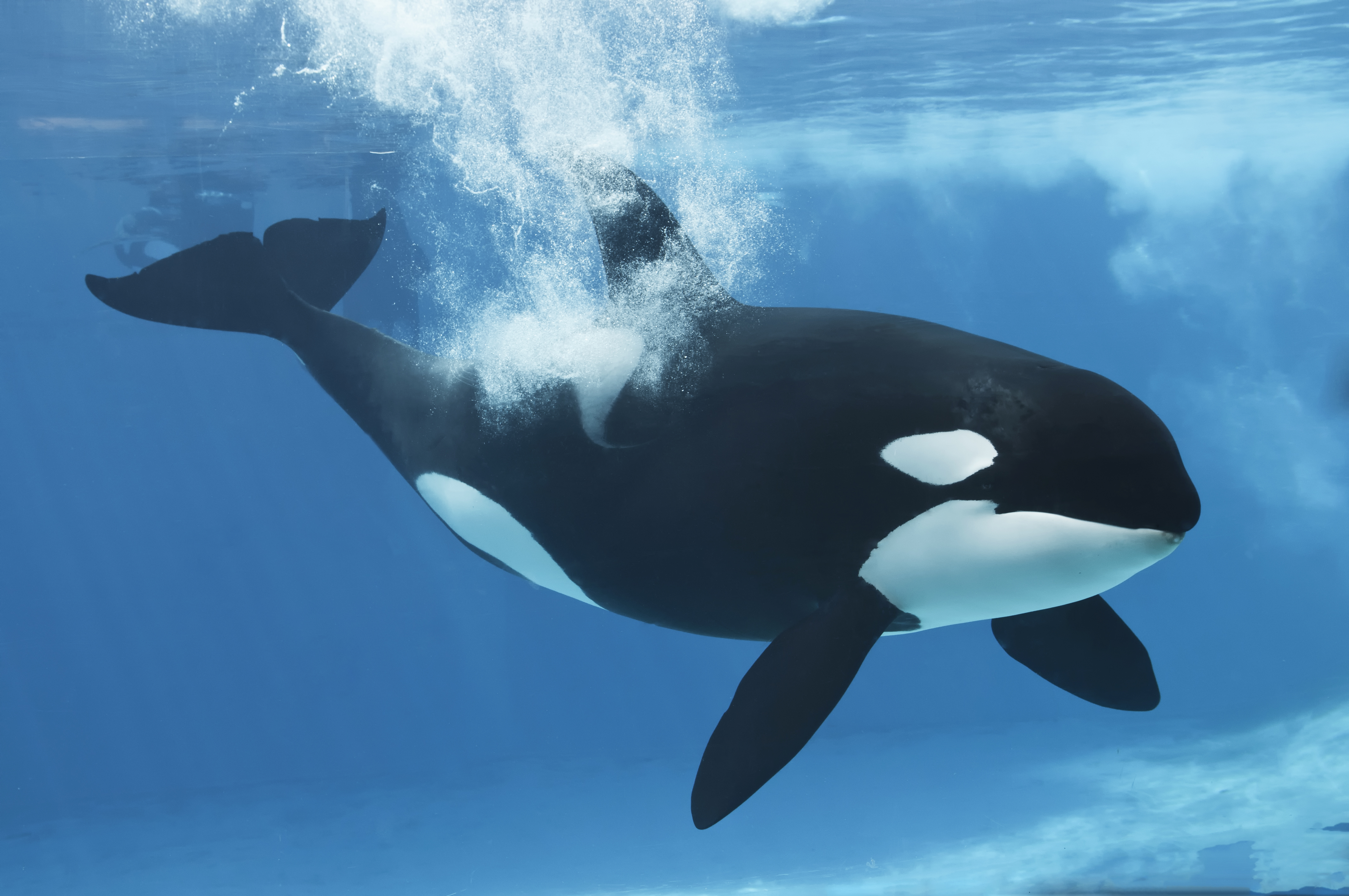 Poll Is Seaworld Defending Shamu Shows To Protect Orcas