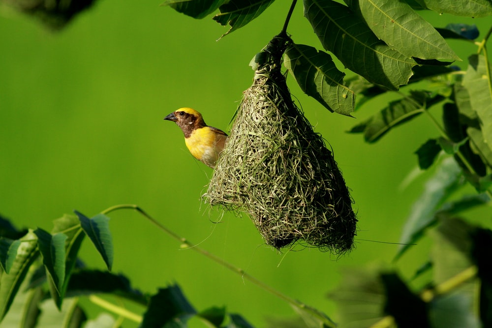 Birds Nest Pictures HD Image