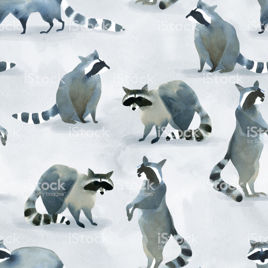 Watercolor Illustartion Of Gray Wild Raccoon On Background
