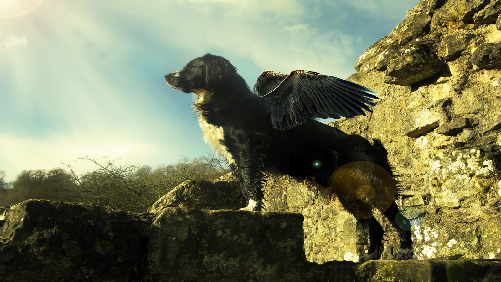 Cool Dog with Wings Design Wallpapers Backgrounds Dogs Wallpapers