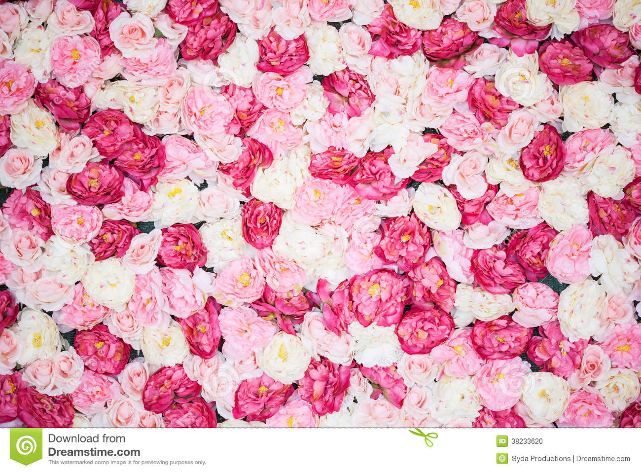 Pink Peony White Background For