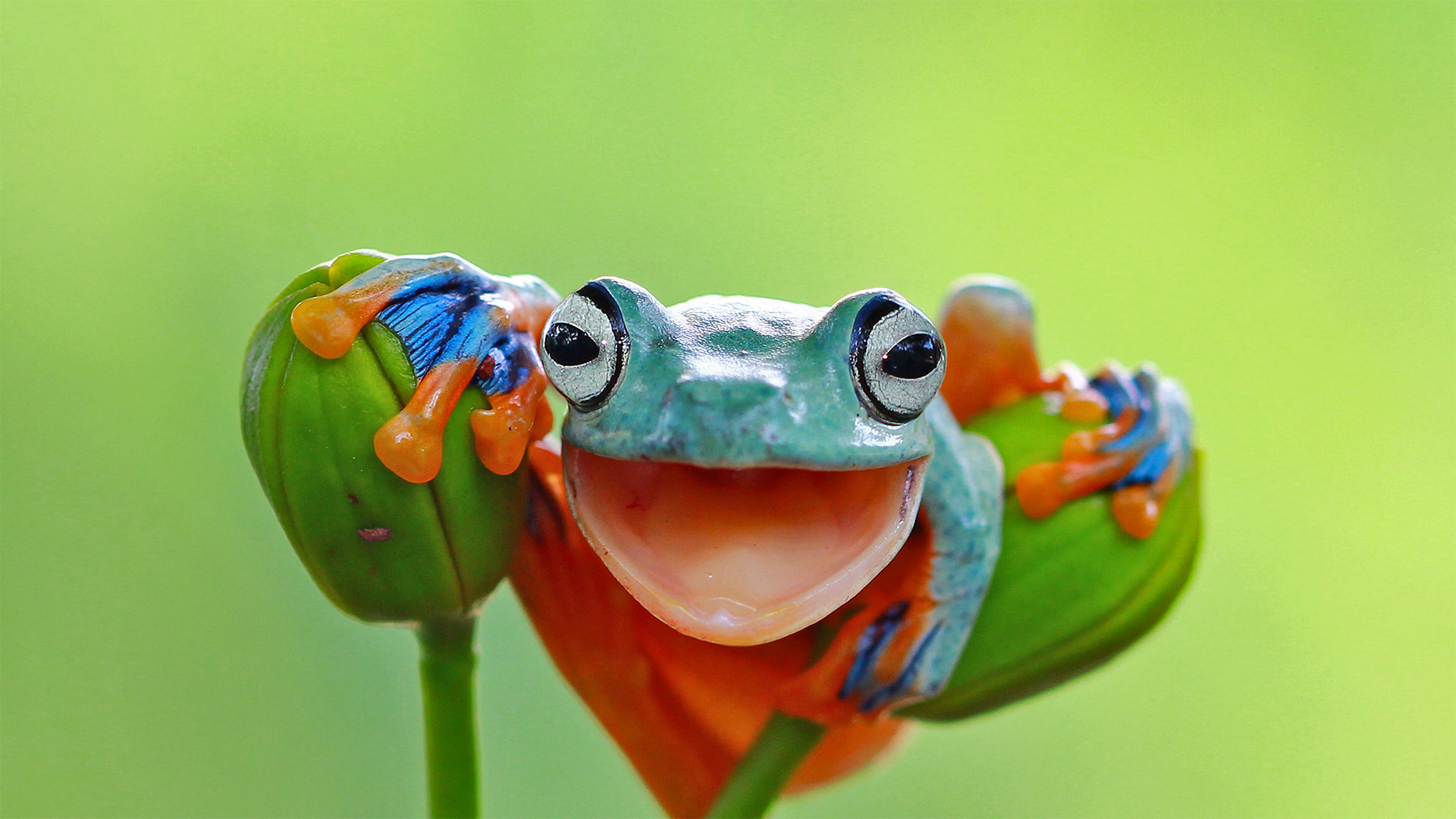 gifposter on World Frog Day httpstcoY19rdjOVXj