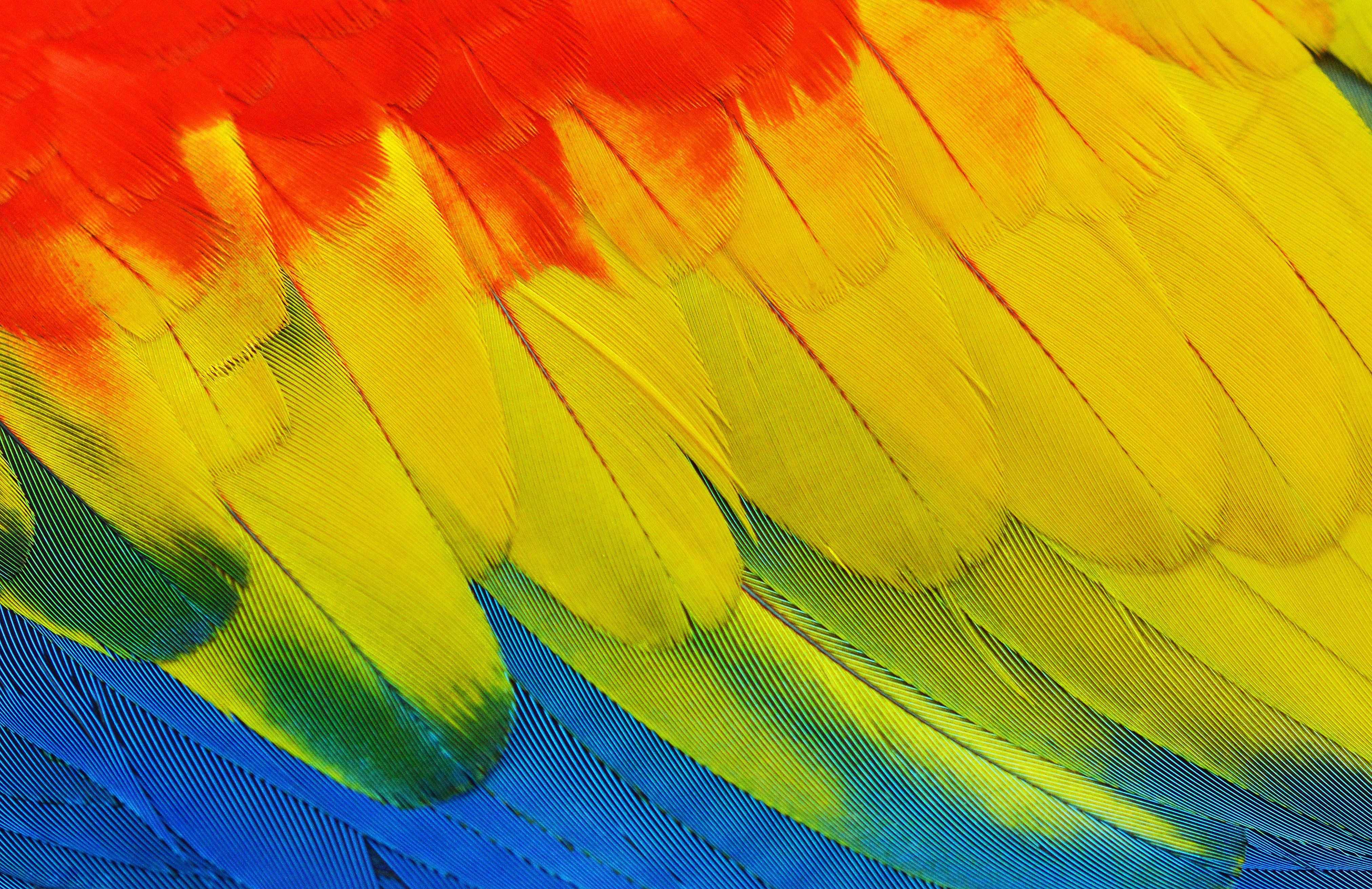 Cute Background Parrot Feather Green