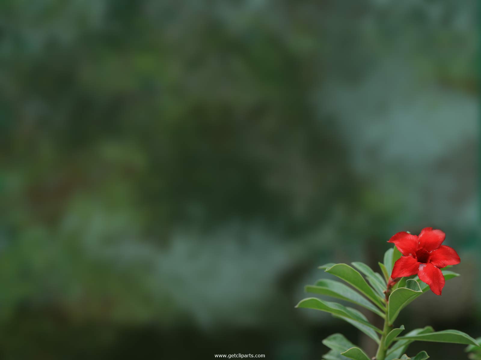 Natural Flower Wallpaper