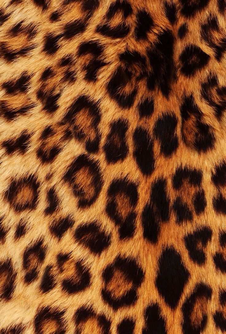 Cheetah Print iPhone Wallpapers Group 43
