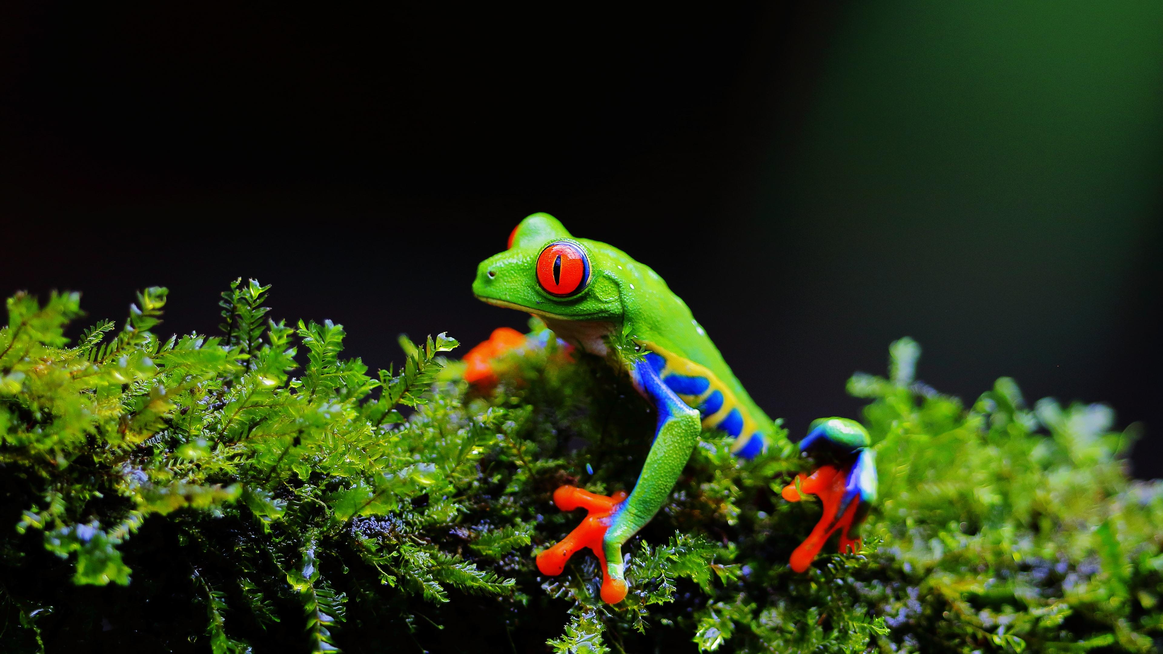 Wallpaper Green Frog Red Eyes Plants Uhd 5k Picture Image