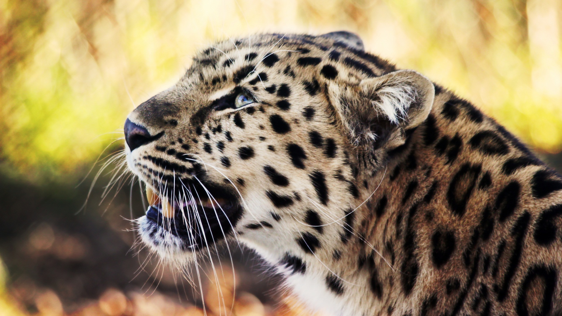 Leopard 1080p Wallpaper HD