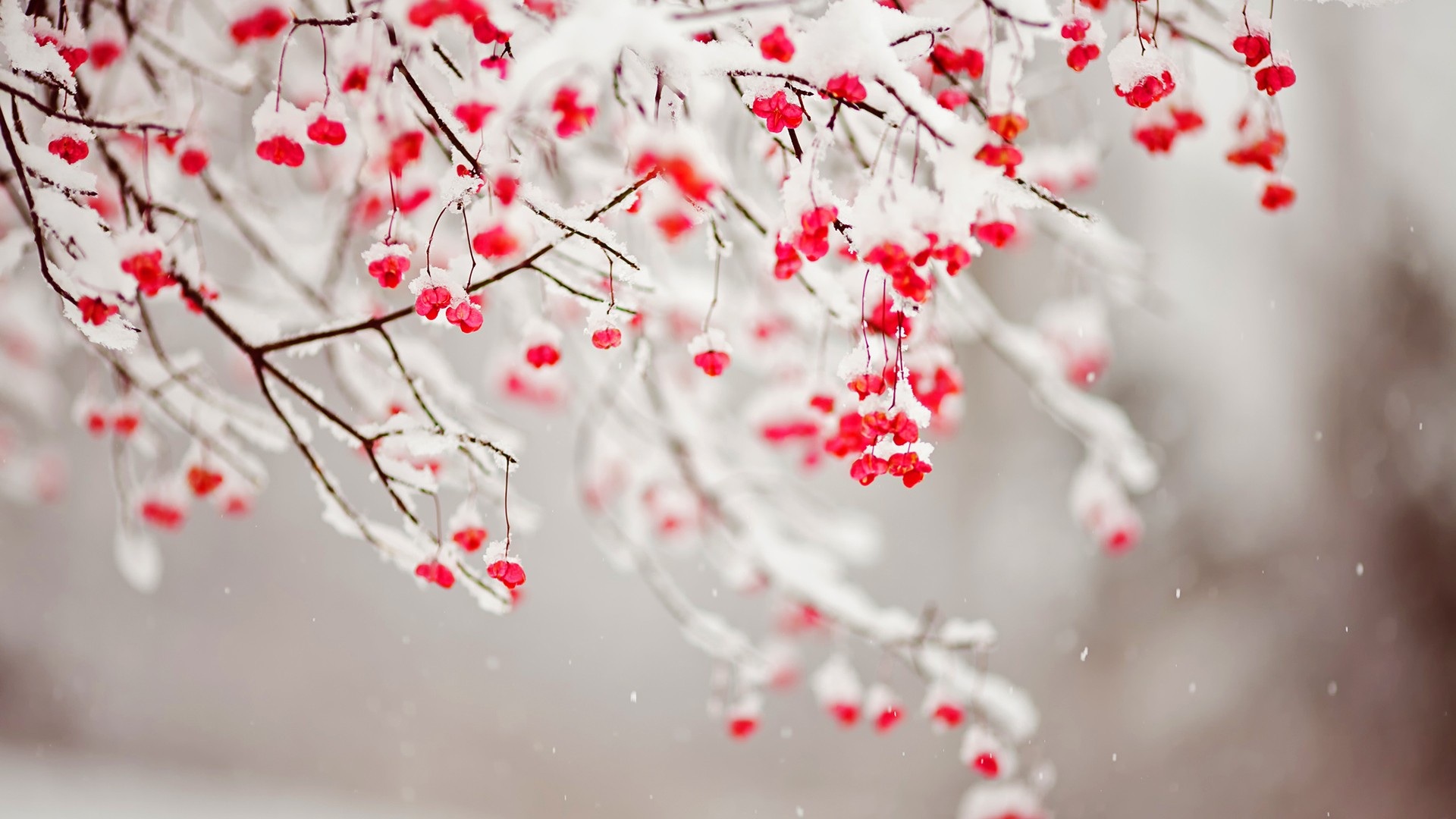 snow and red