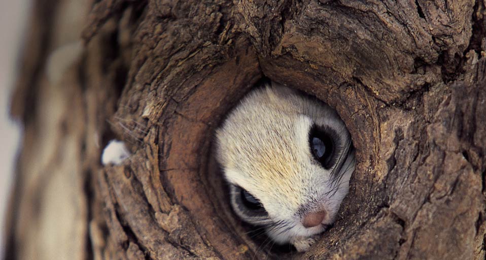 Bing Images   Squirrel Hole   Squirrel hiding in a tree Norihisa 958x512