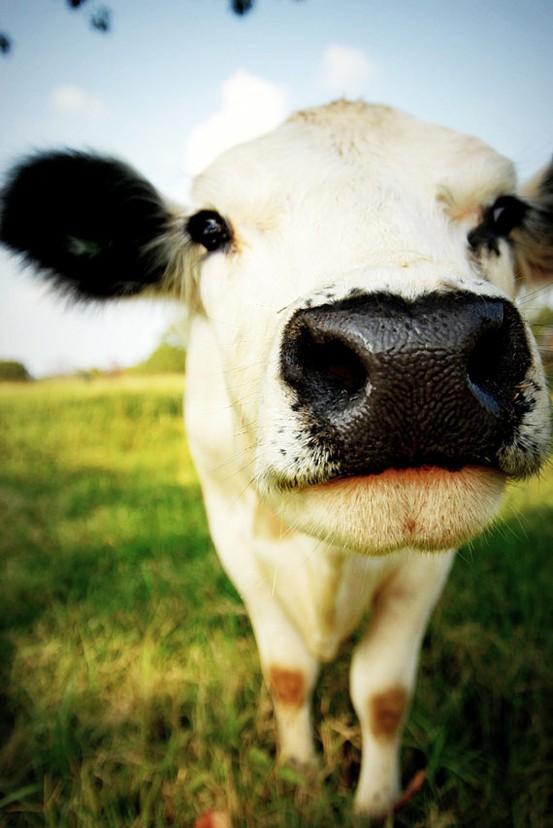 Cute Cow Pictures Wallpaper ~ Cute Cow Wallpaper ·① Wallpapertag ...