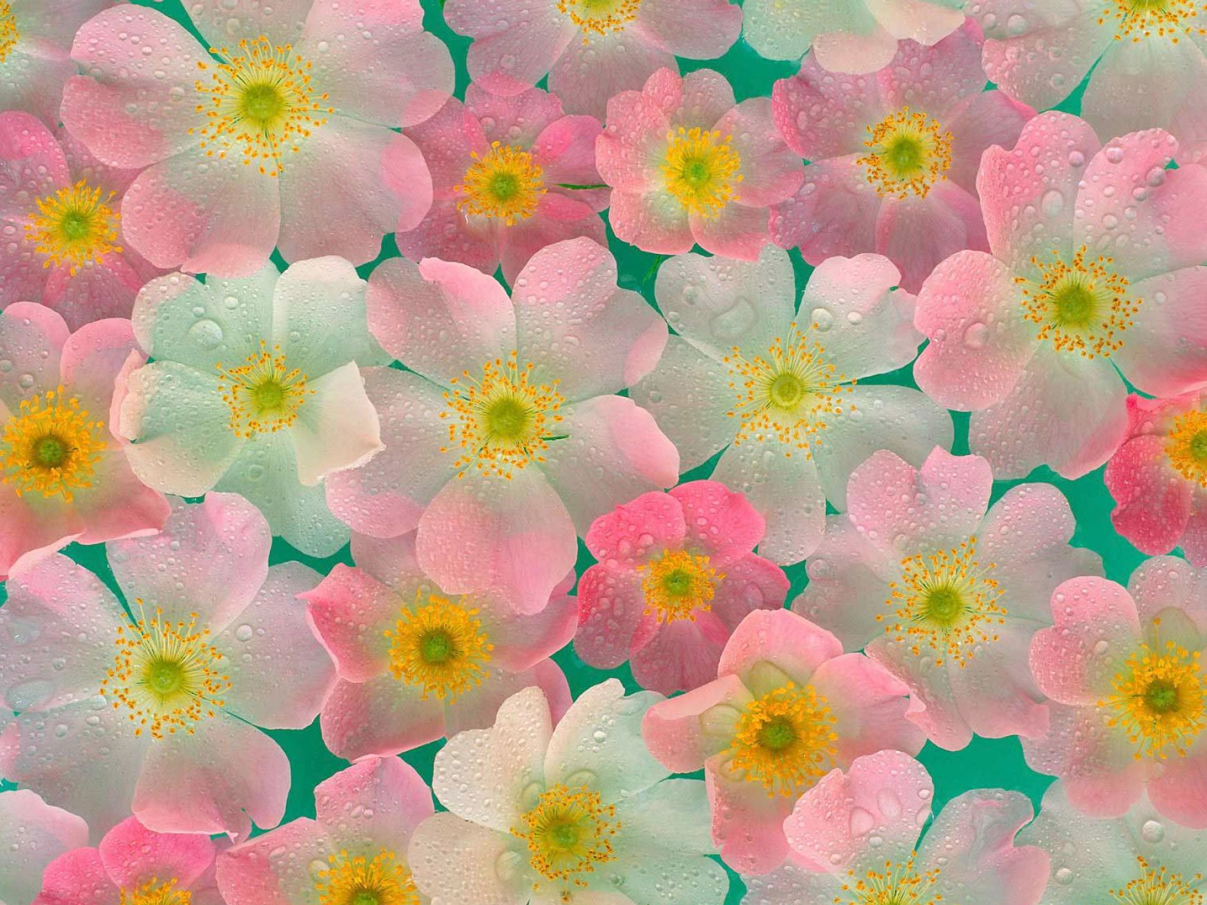 Image Of Flowers For Desktop Pictures