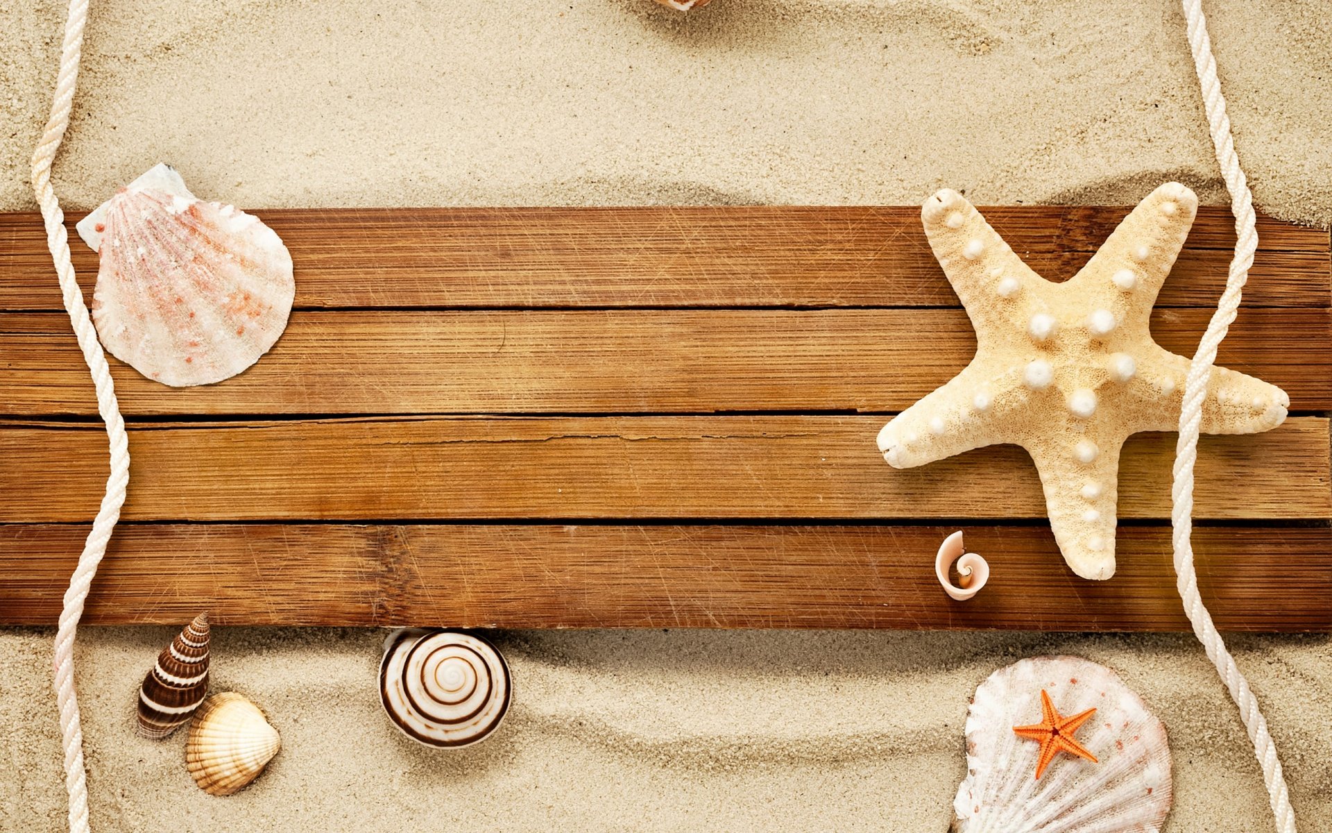 Nature Shell HD Wallpaper