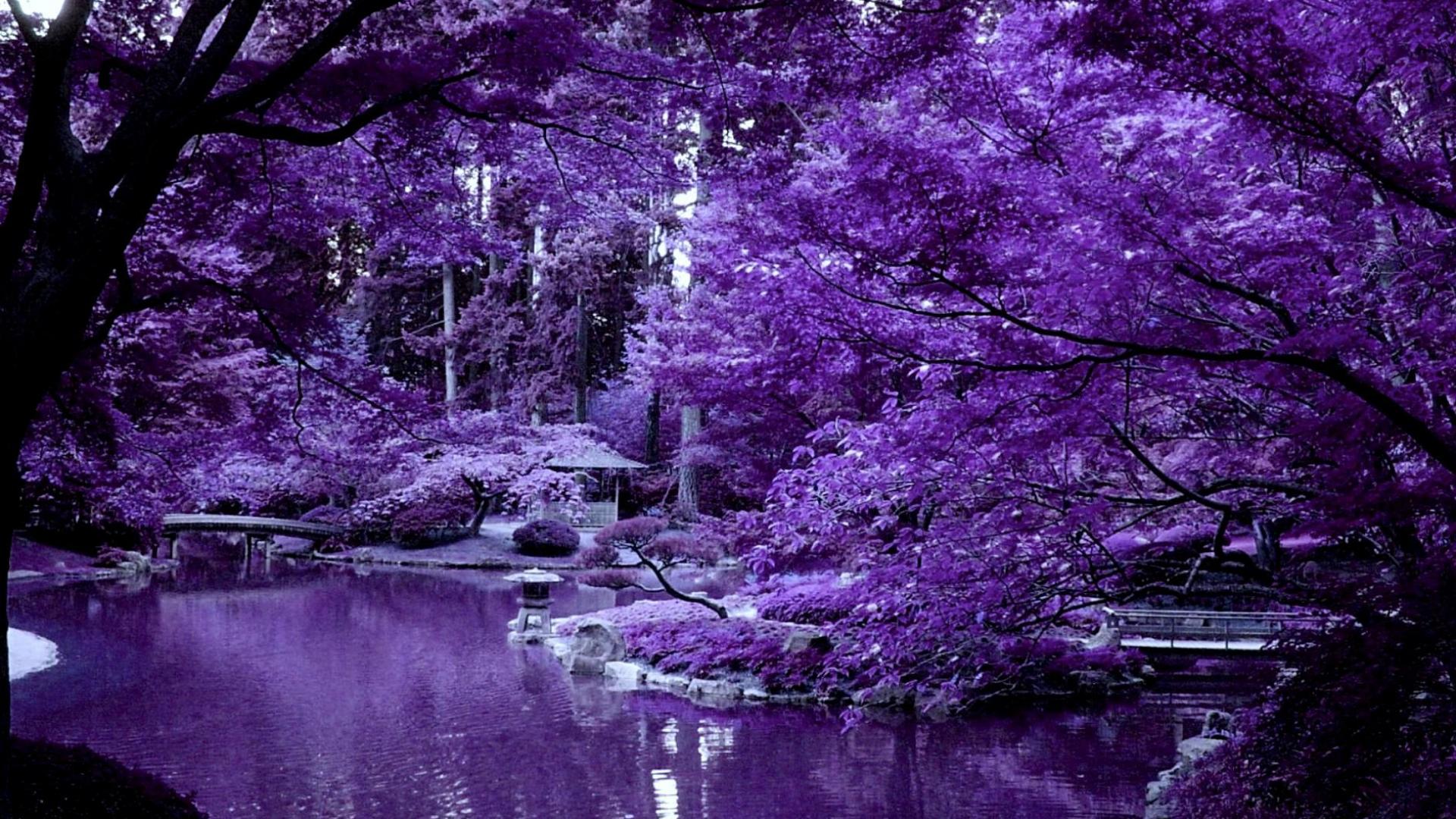 Violet japanese garden   149860   High Quality and Resolution