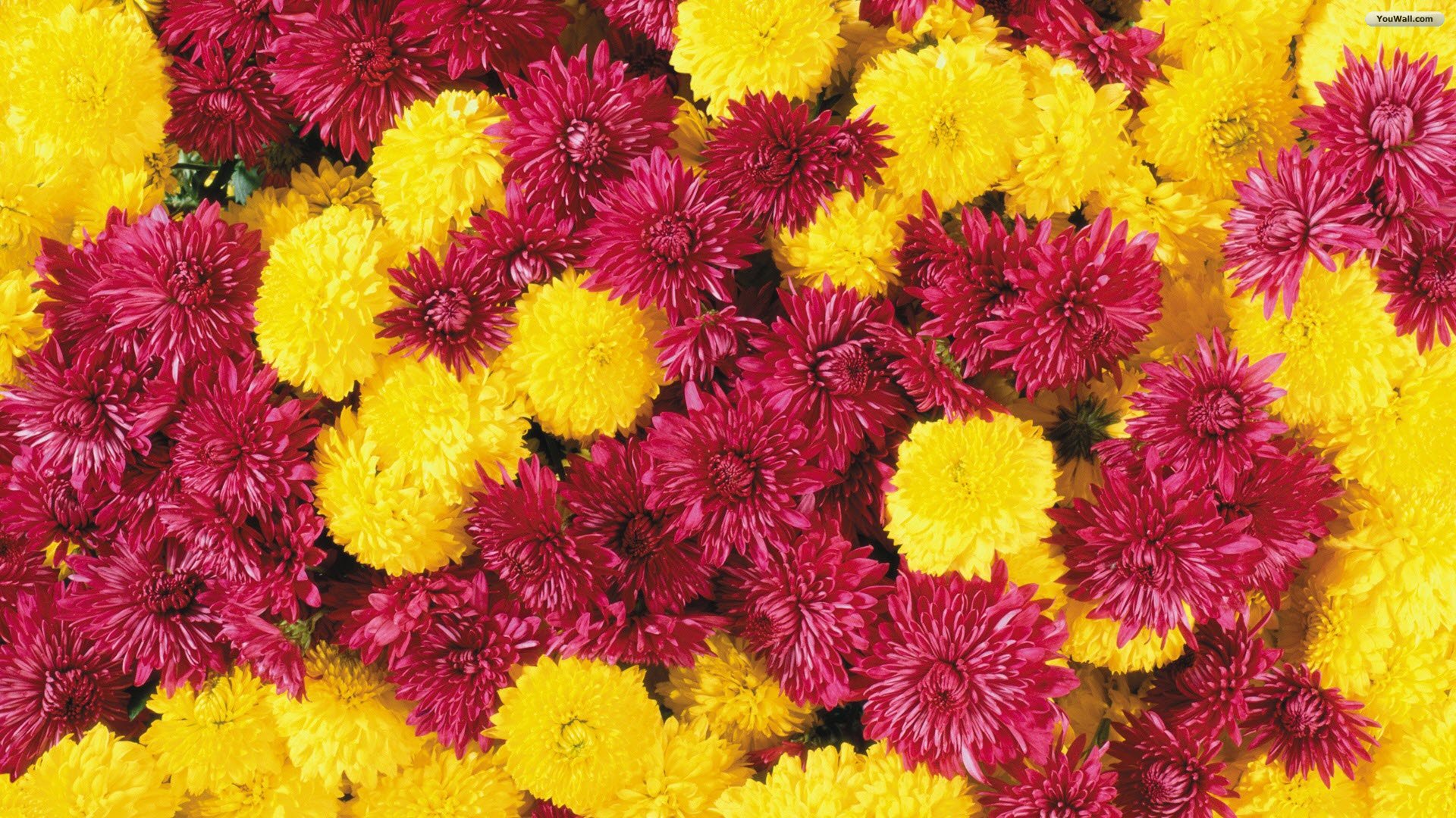 Red And Yellow Flowers Wallpaper