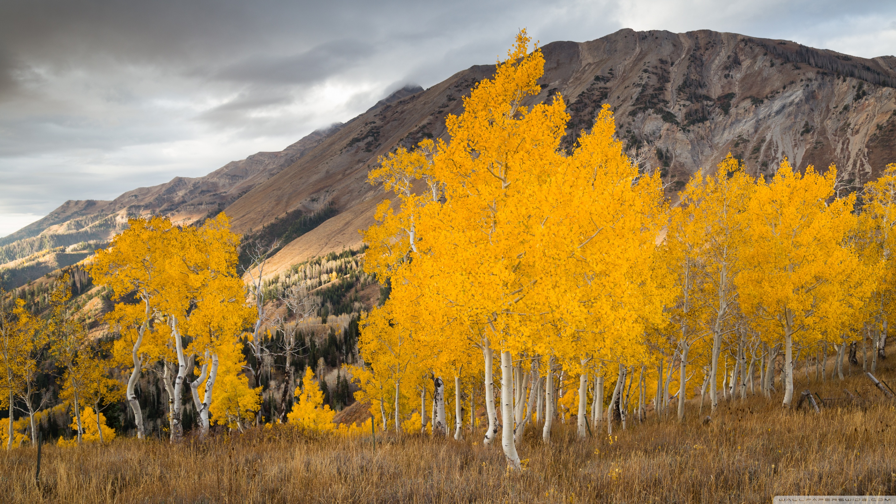 Aspen American Aspens Populus Tremuloide Shumen Tree Leaves With Golden  Yellow Splendid Colorado United States Desktop Hd Wallpaper For Pc Tablet  And Mobile 3840x2400  Wallpapers13com