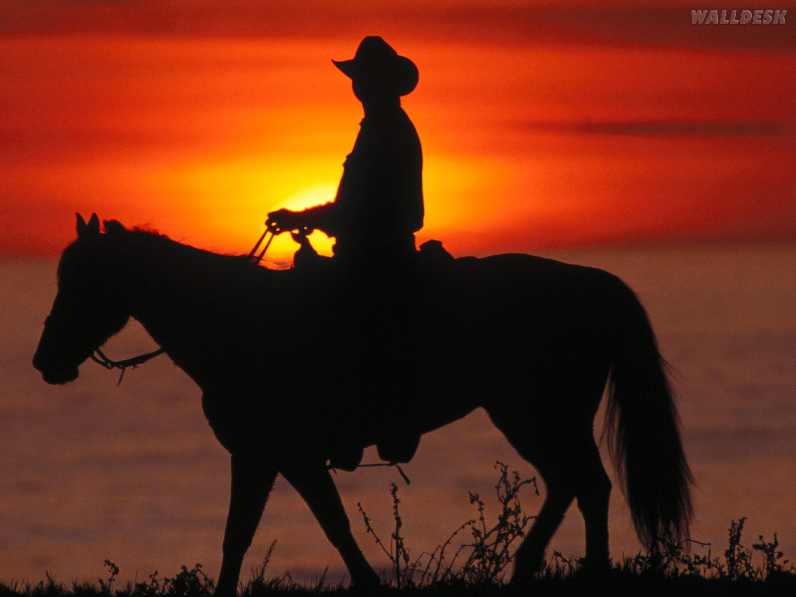 Cowboy Da California Pap Is De Parede Cowboys Fotos Imagens E
