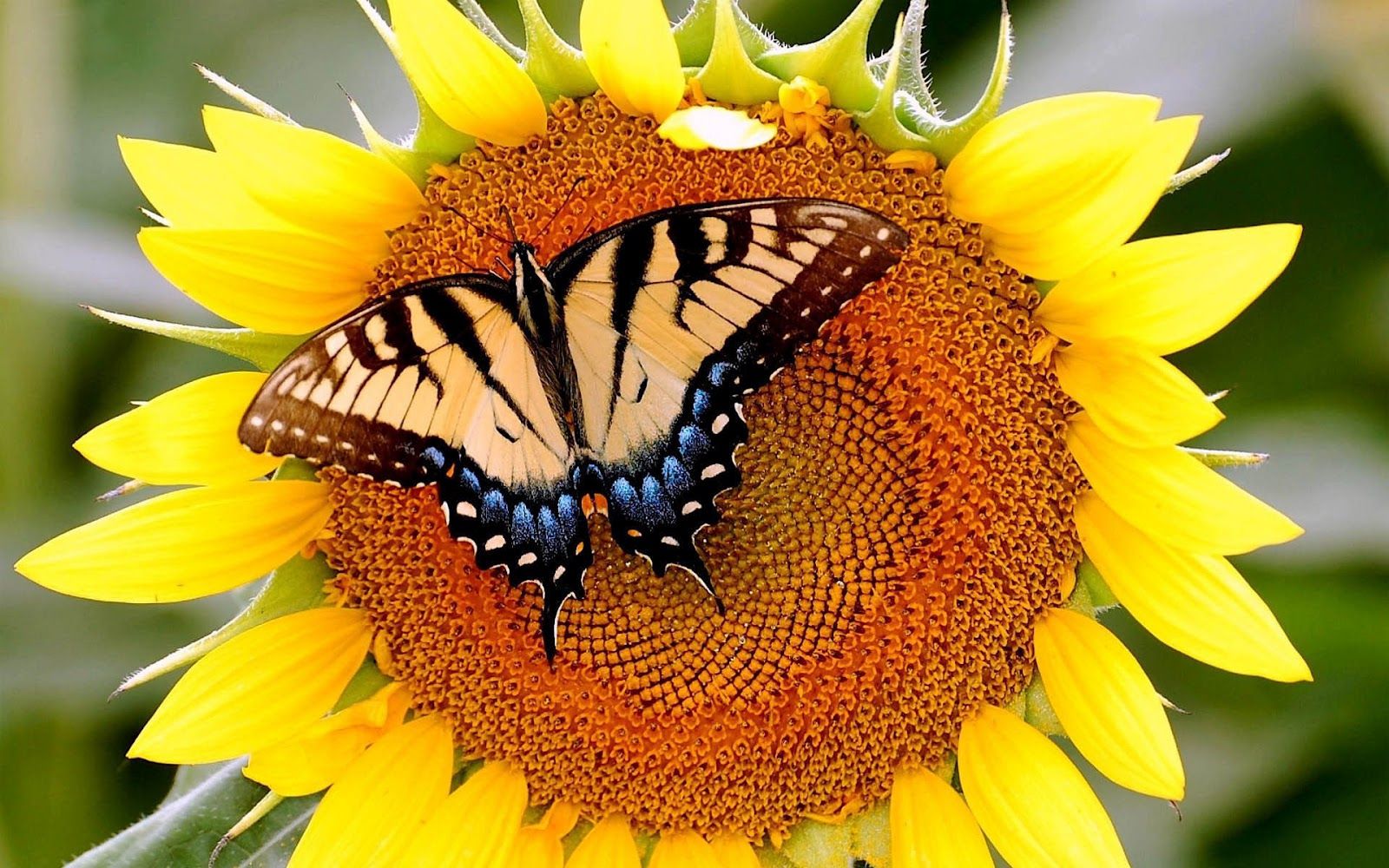 Photos Of Butterflies Butterfly Sitting On A Sunflower HD