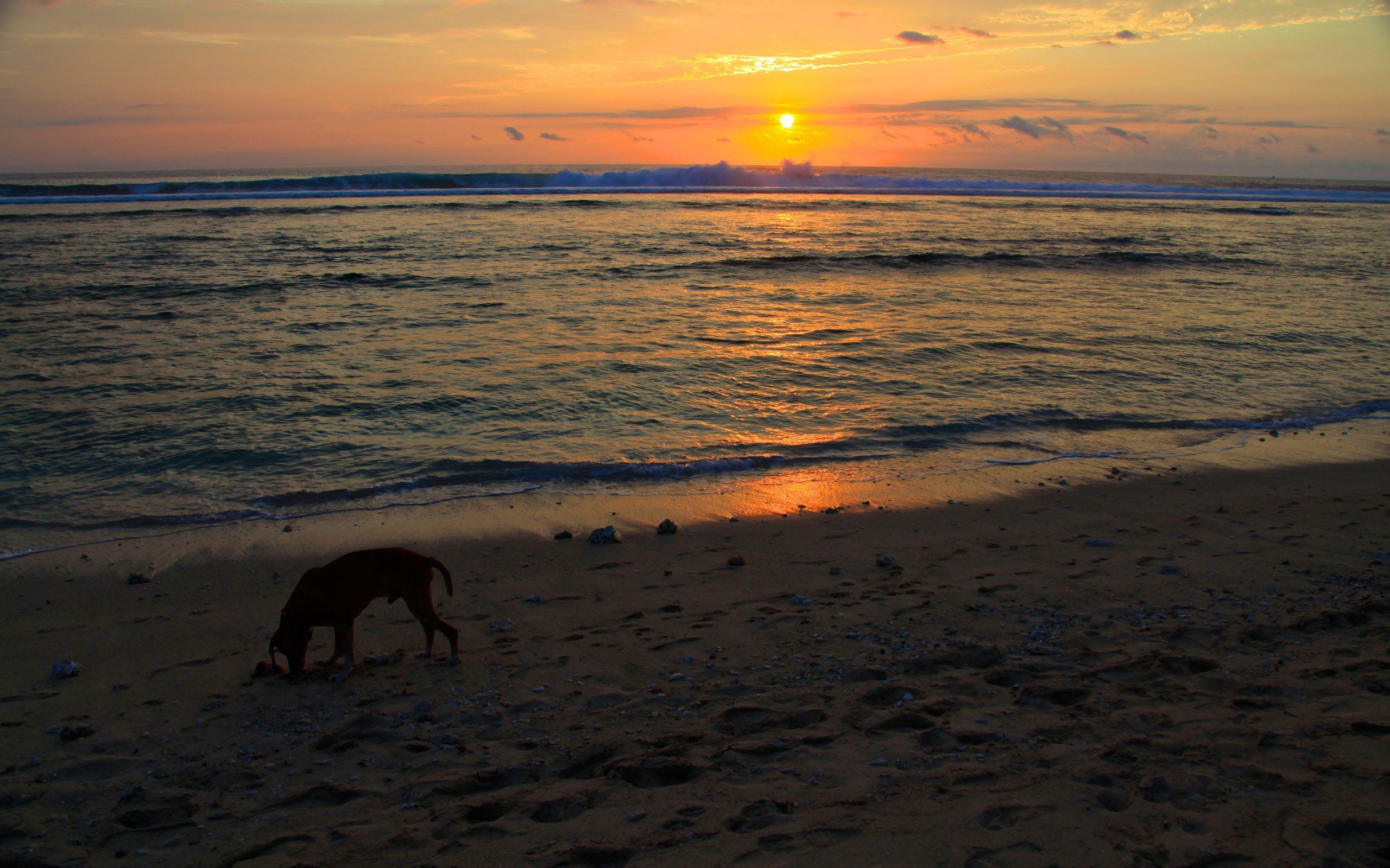 Dog On The Beach HD Wallpaper Jpg