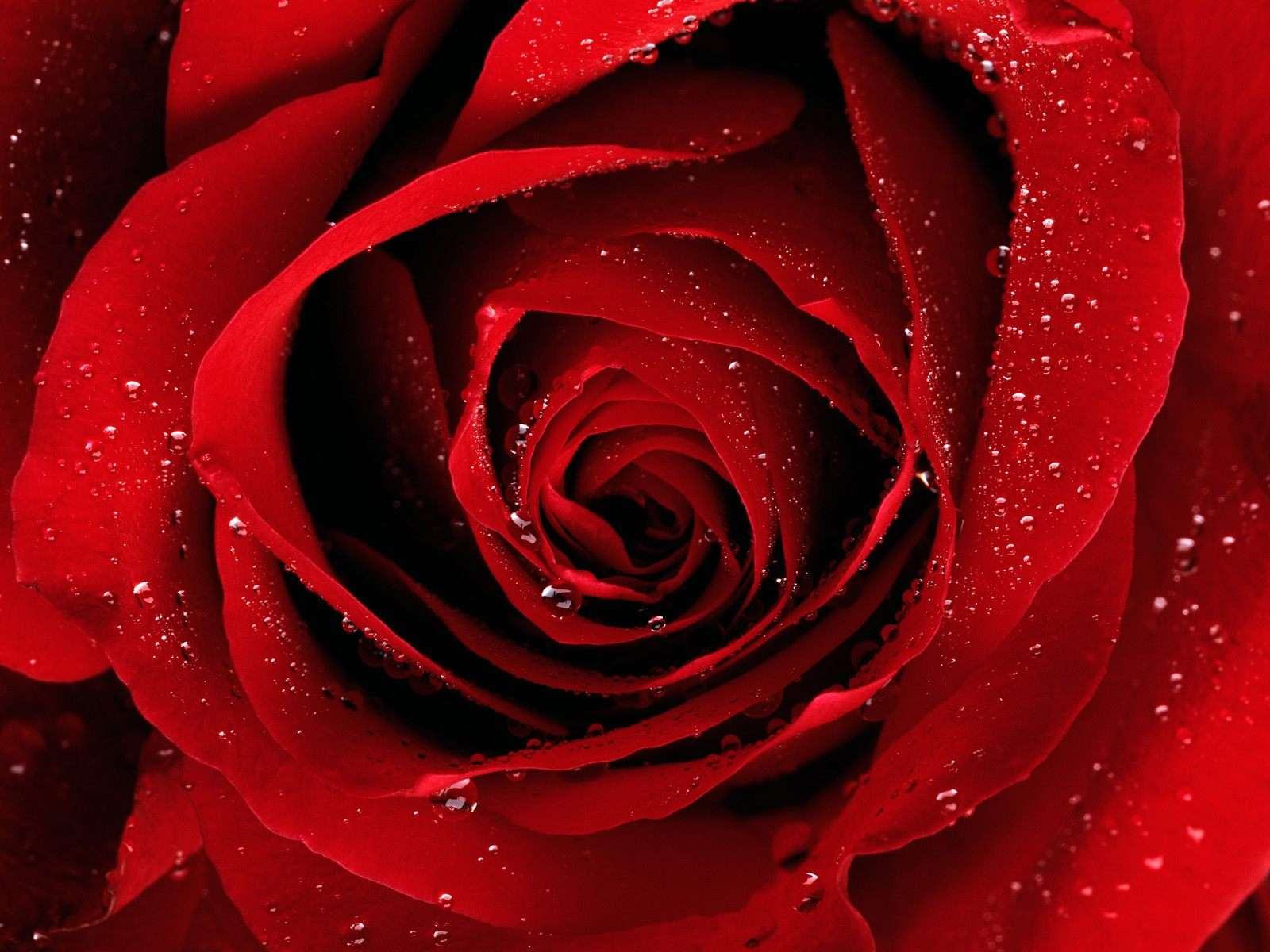 Wallpapers Backgrounds   Love Rose Wallpaper water Drops Lovely Roses