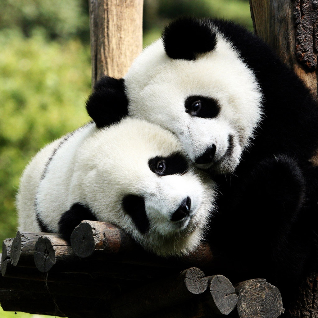 Panda Bears In Love iPad Wallpaper iPhone